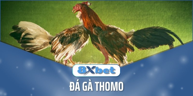 Đá gà Thomo 8XBET