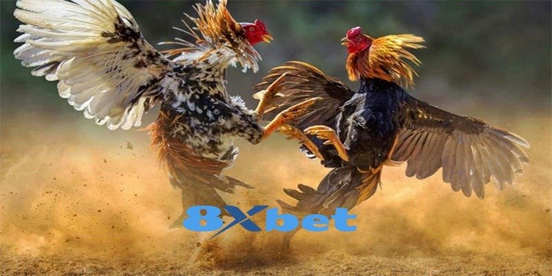 Giới thiệu thông tin chi tiết về đá gà 8XBET